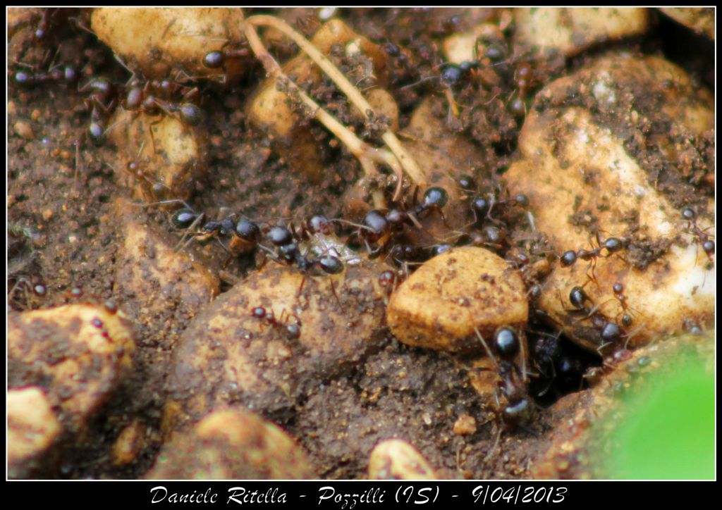 Identificazione formica, grazie! Messor sp.